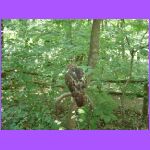 Red Tailed Hawk 2.jpg